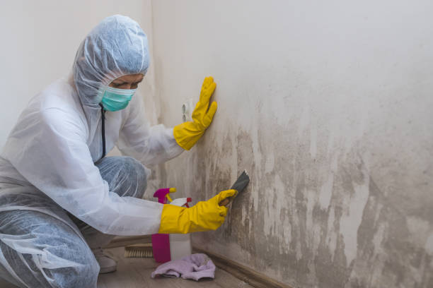 Mold Odor Removal Services in Lincoln Village, OH