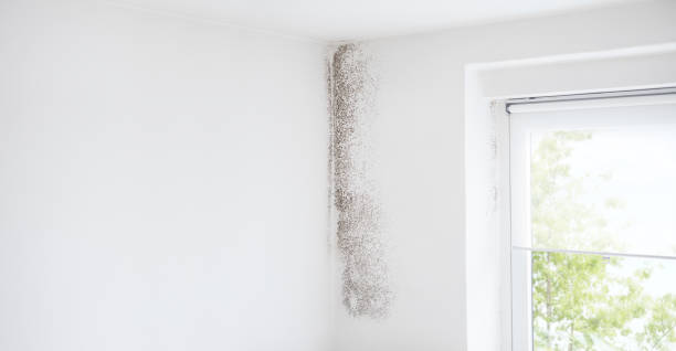 Environmental Consulting for Mold Prevention in Lincoln Village, OH